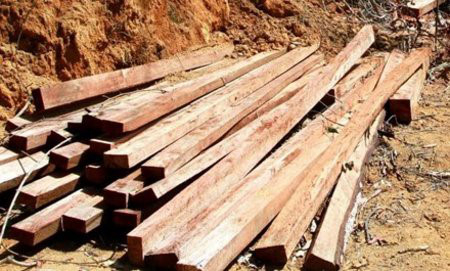 Nghệ An: Cách chức Trạm trưởng trạm Quản lý bảo vệ rừng vì bị mất 36 cây sa mu 